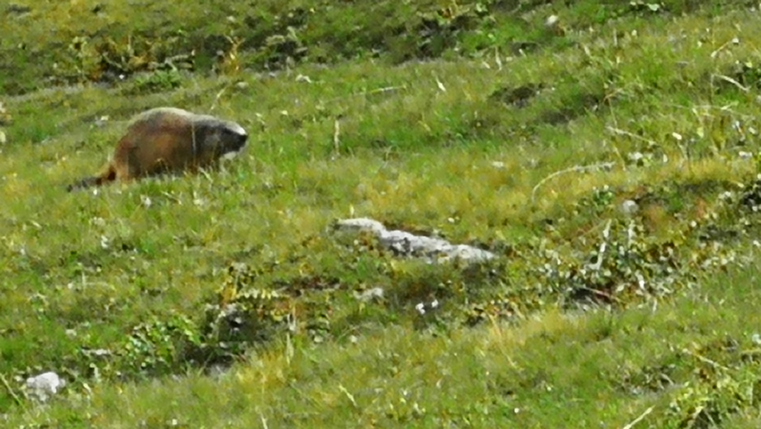 Herrlicher Blick auf den Rappenseekopf